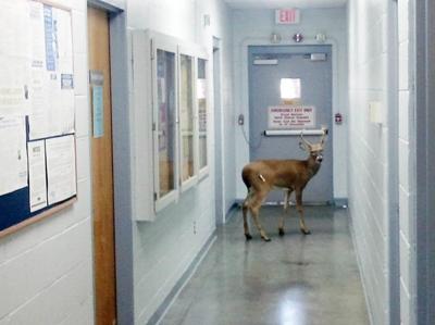 Oh Deer Lowe S Store Gets An Unusual Visitor Local News