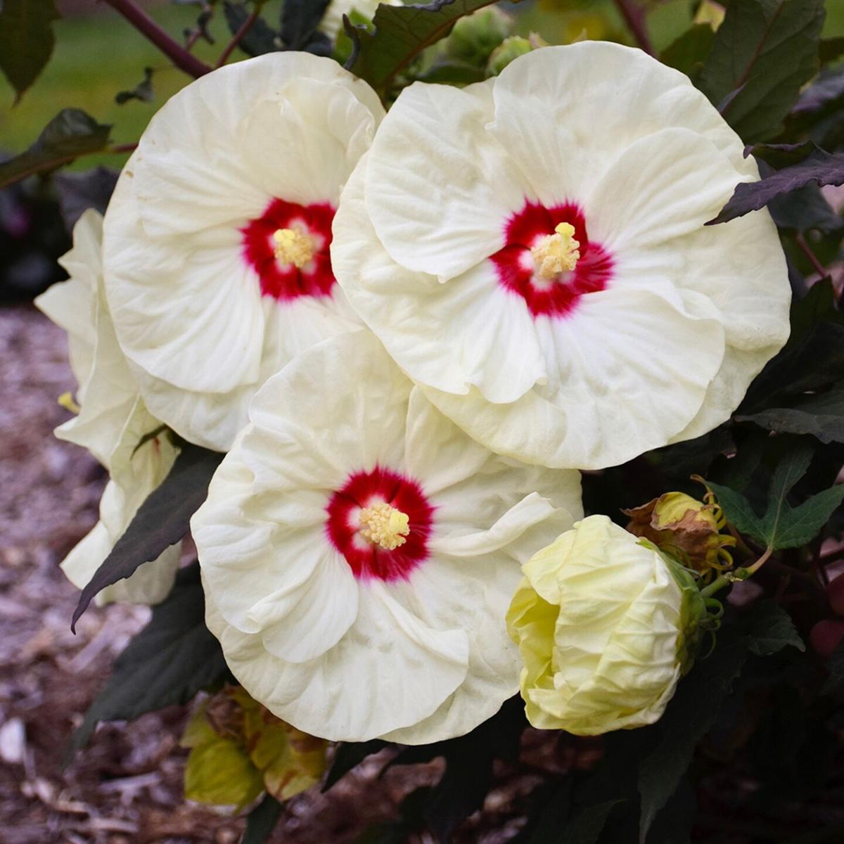 LIFE-HOME-ONGARDENING-6-MCT