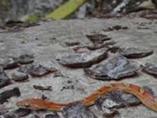 Florida Woman Let Snake Bite Baby As Learning Opportunity Video