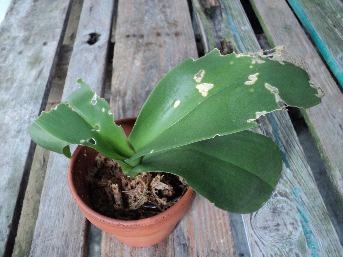 Slugs are orchid enemy 1