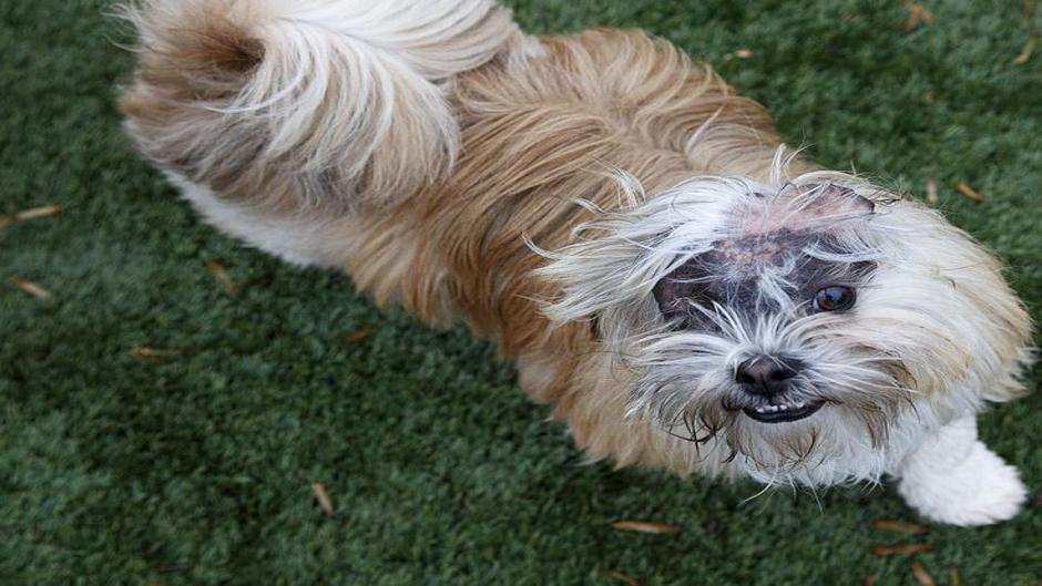 Hope For Toby After Guilford Animal Shelter Drama Burned Dog Finally Finds A Home Local News Journalnow Com
