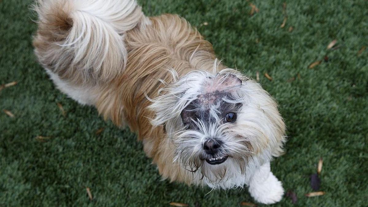 Directory Of Pet Stores In High Point Nc Bringfido