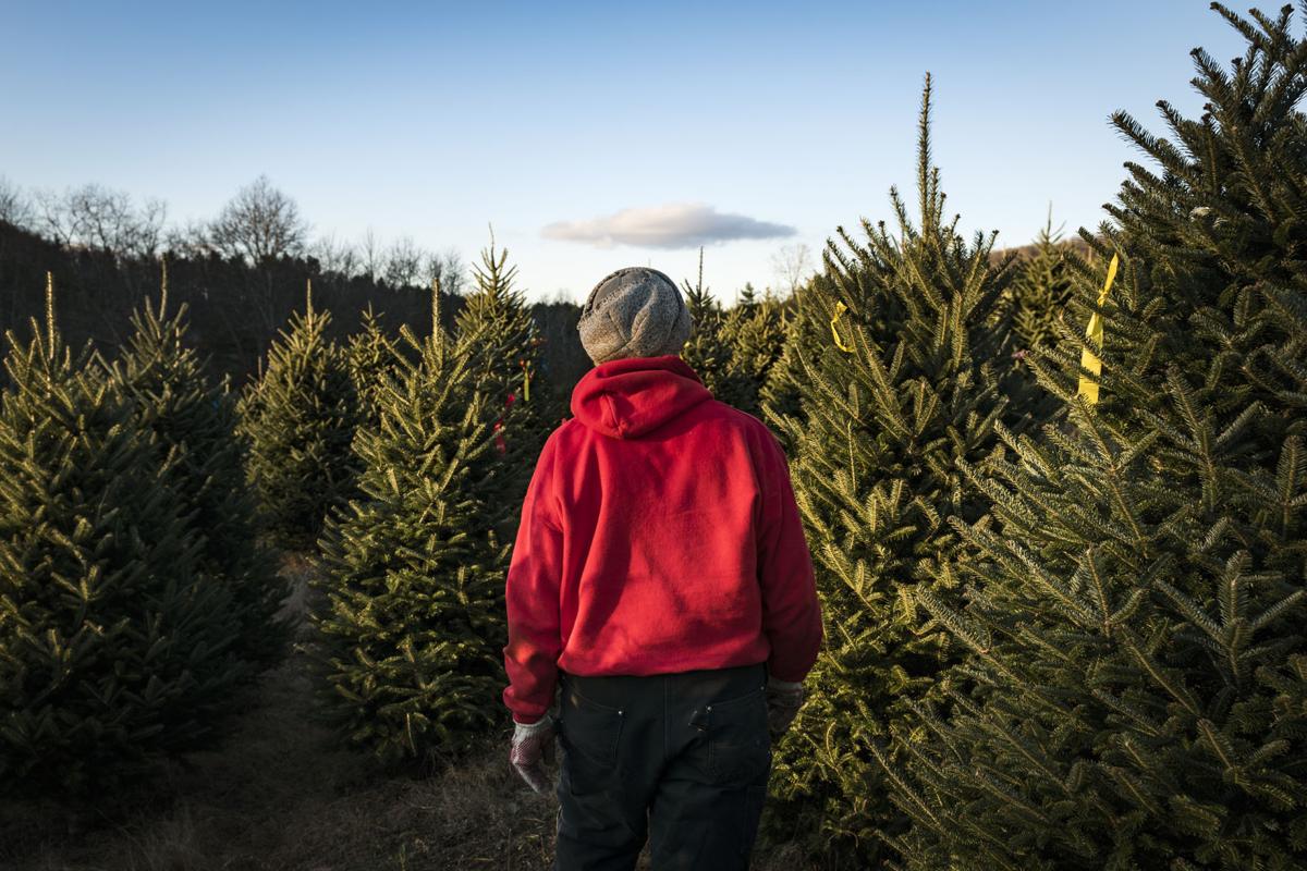 How Have Raging Wildfires And Punishing Droughts Affected Christmas Tree Farms Local News Journalnow Com