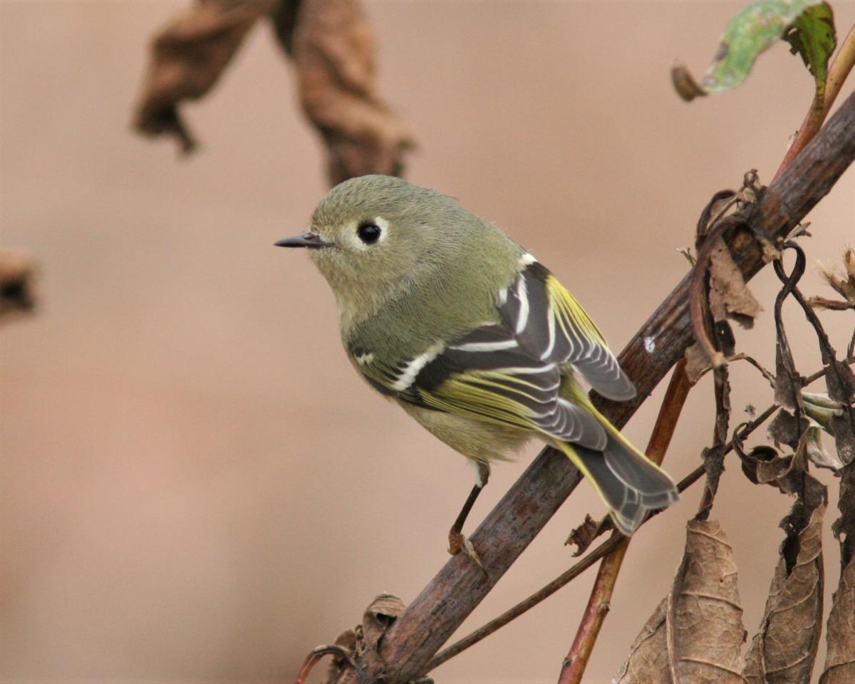 Changing season brings changing assortment of birds in the Piedmont ...