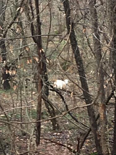Furry, white animal seen roaming in the woods in Pfafftown. What it is, and  whose, unknown.