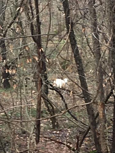 Furry, white animal seen roaming in the woods in Pfafftown. What it is, and whose, unknown. Furry, white animal seen roaming in the woods in Pfafftown. What it is, and whose, unknown.