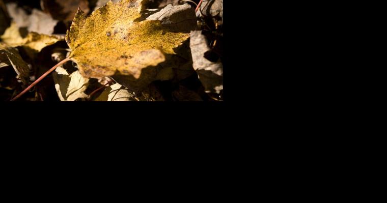 Ask SAM: How can we stop people using leaf blowers for hours? - Vimarsana News