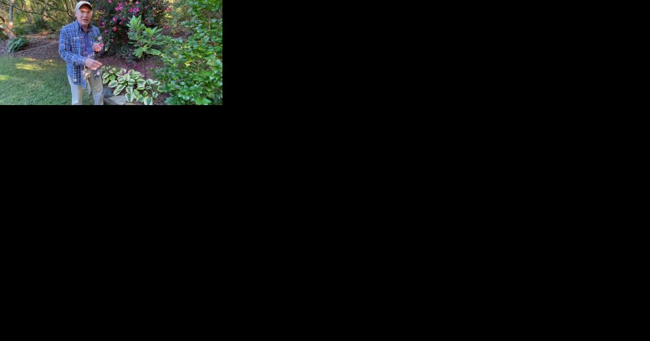 Trial and error is needed to create a garden with the right colors and textures - Vimarsana News