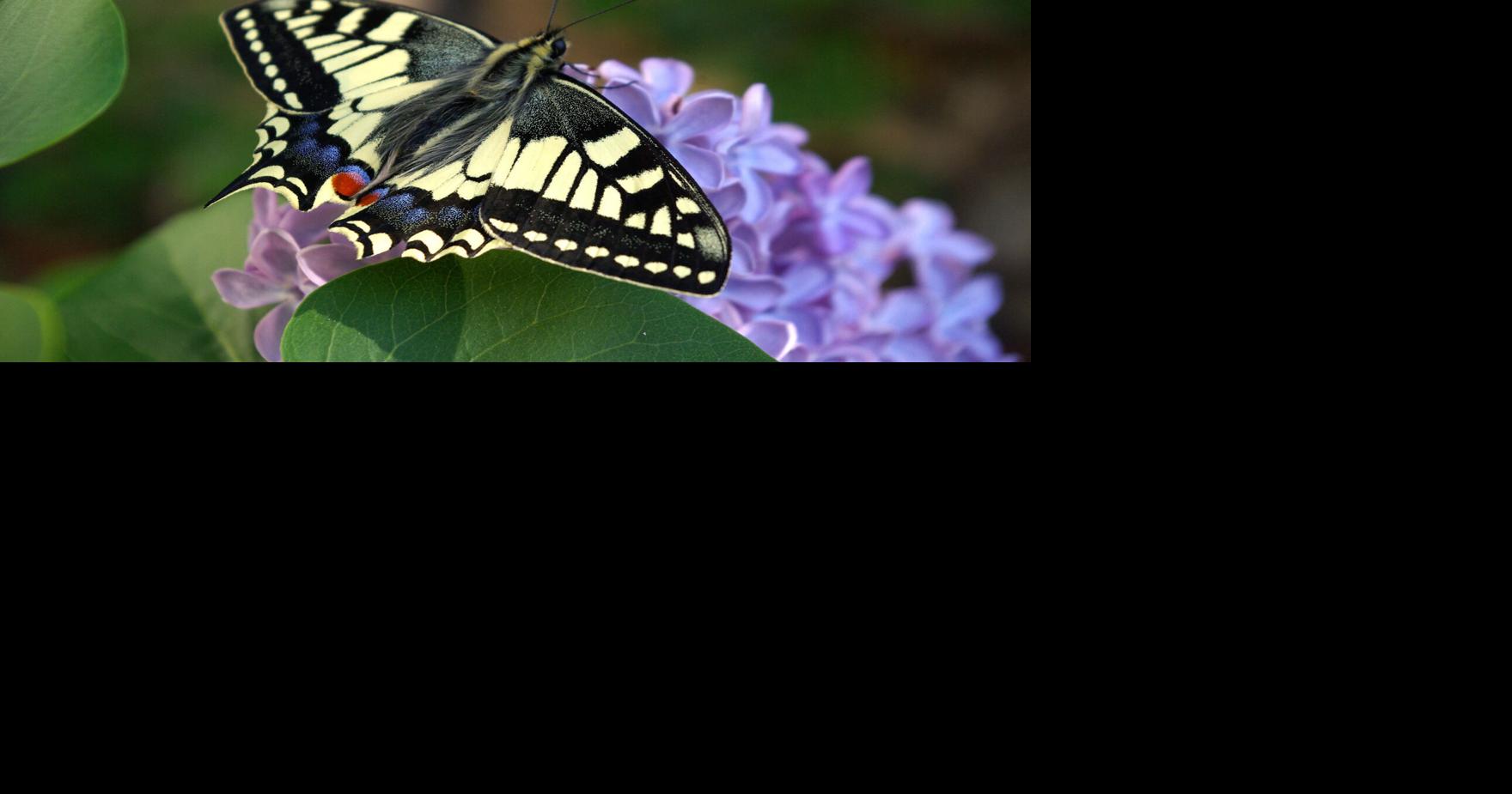 Butterfly wing patterns may trick predators with motion illusions