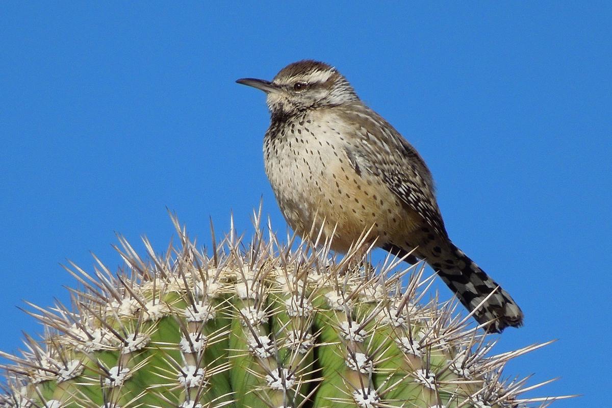 Southeast Arizona Has Lots To Offer Bird Lovers Food Journalnow Com