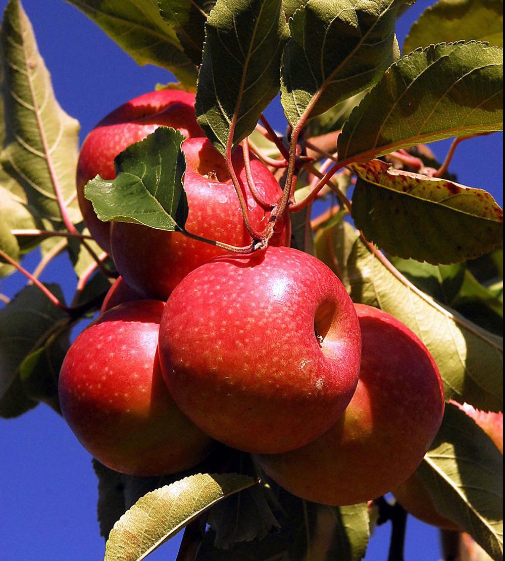 Autumn Escape Apple Hill Orchard Winston Salem Monthly Journalnow Com