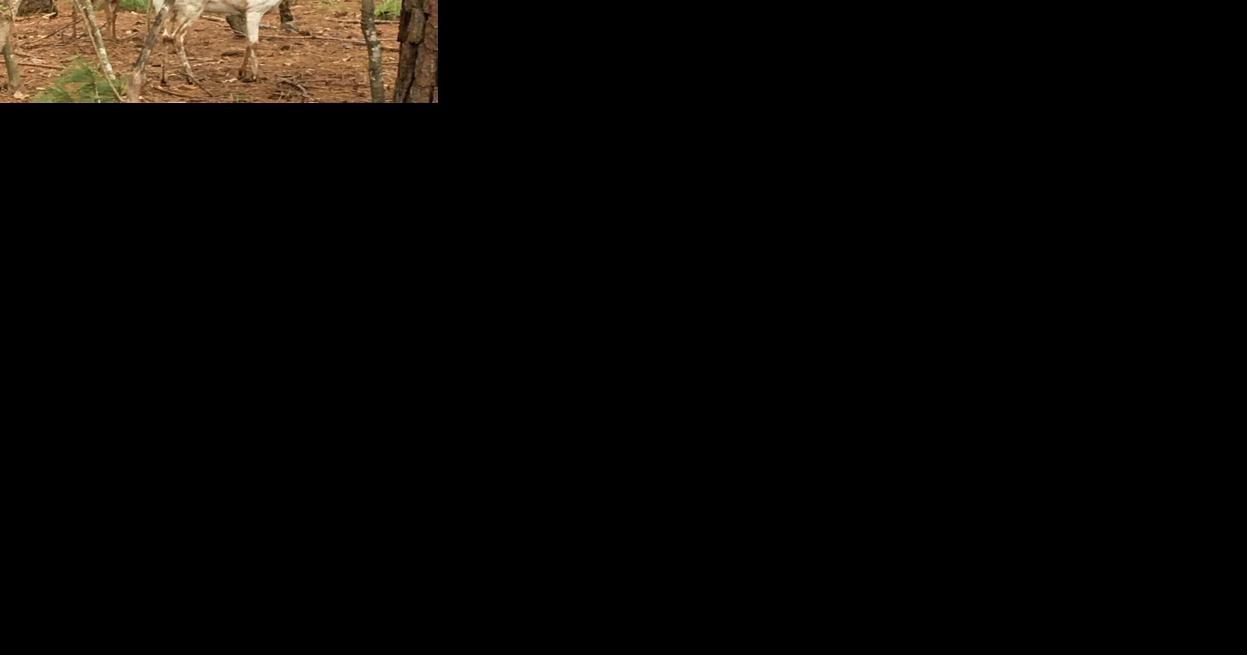 Poacher kills rare pair of albino deer near NC line in Virginia - Vimarsana News