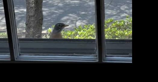 Ask SAM: How do I stop a bird from flying into my windows? Plus, is it time for hummingbird feeders? - Vimarsana News