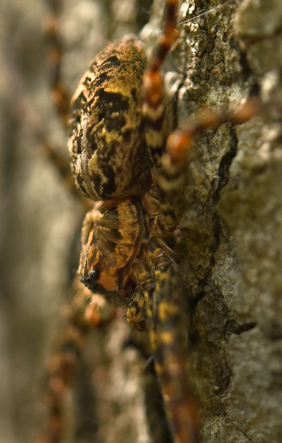 Get Out Haw River State Park Iron Ore Belt Access Galleries