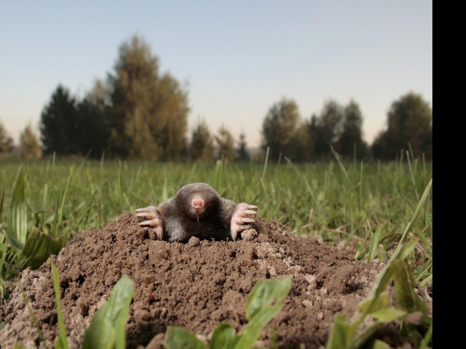 Amy Dixon Grubs And Moles Target Lawns This Time Of Year Food