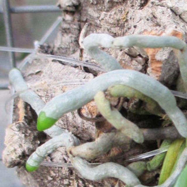 Orchids How To Mount An Orchid Plant To Tree Food Journalnow Com