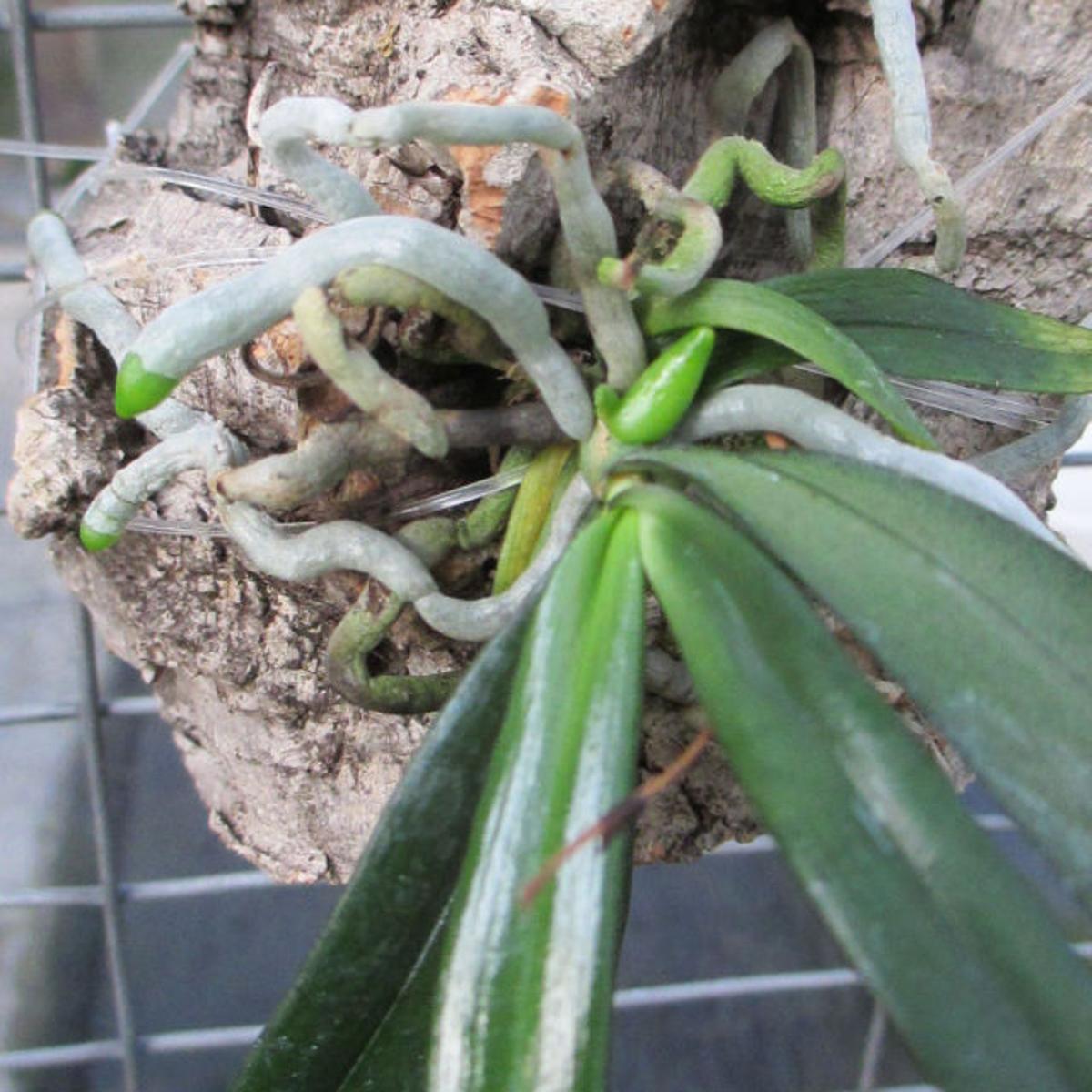 Orchids How To Mount An Orchid Plant To Tree Food Journalnow Com