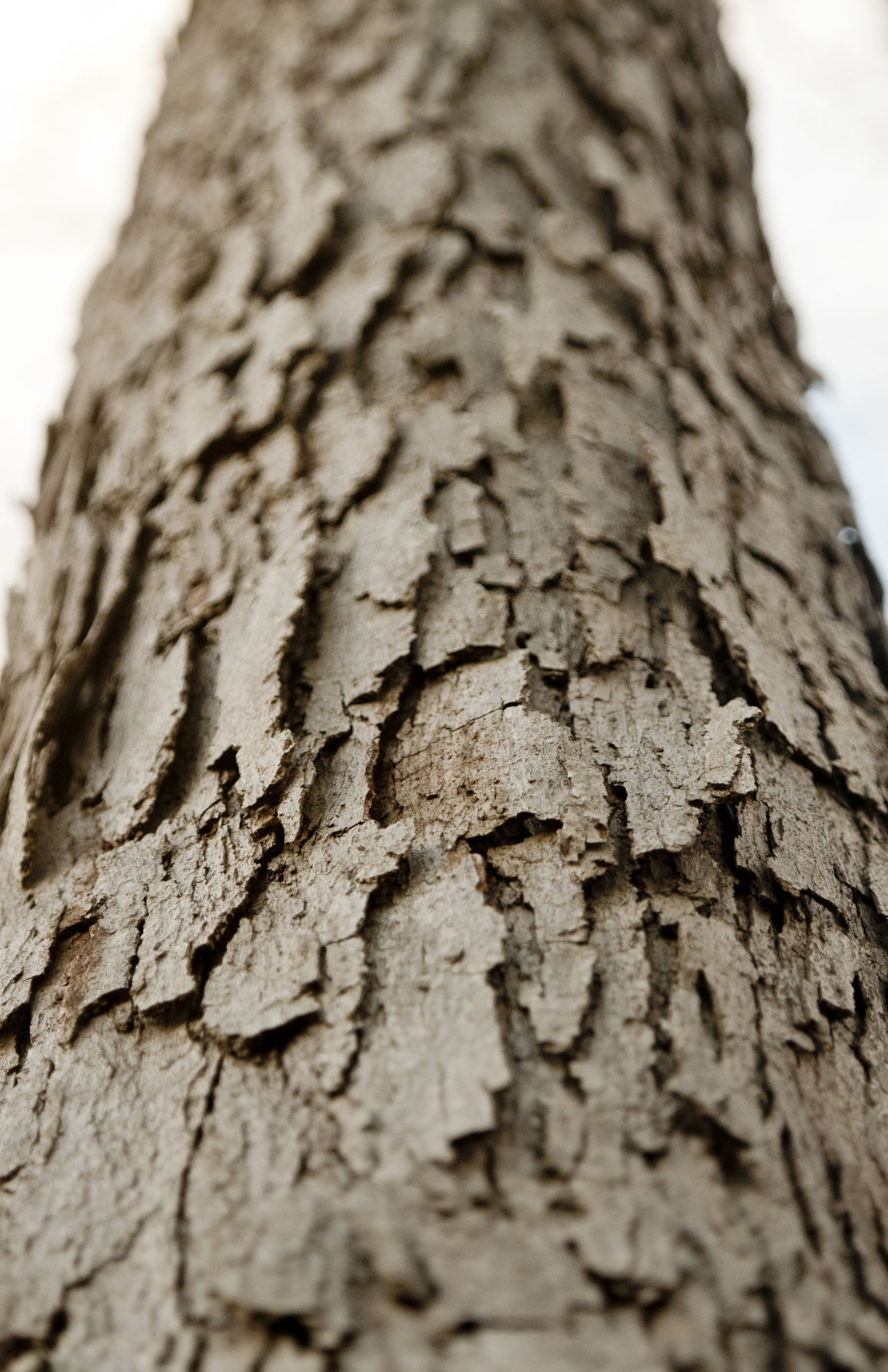 Amy Dixon Barking Up the Right Tree