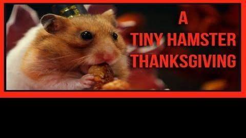 How A Tiny Hamster Video Gets Made Entertainment Journalnow Com