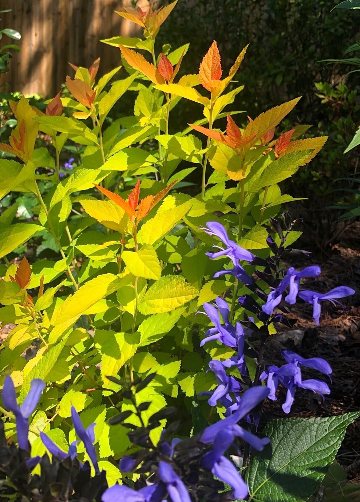 Double Play Candy Corn Creates Amazing Beauty In Every Combination Home Garden Journalnow Com