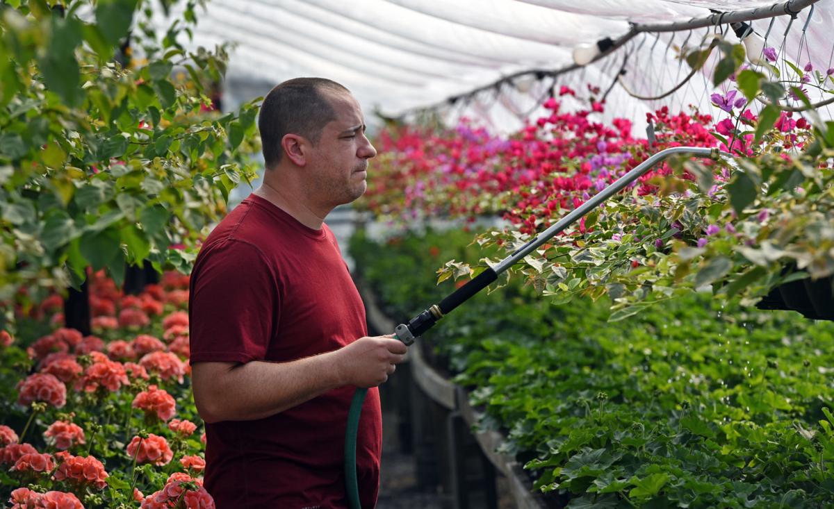 Nurseries Garden Centers Respond To Covid 19 Pandemic Lifestyles Journalnow Com