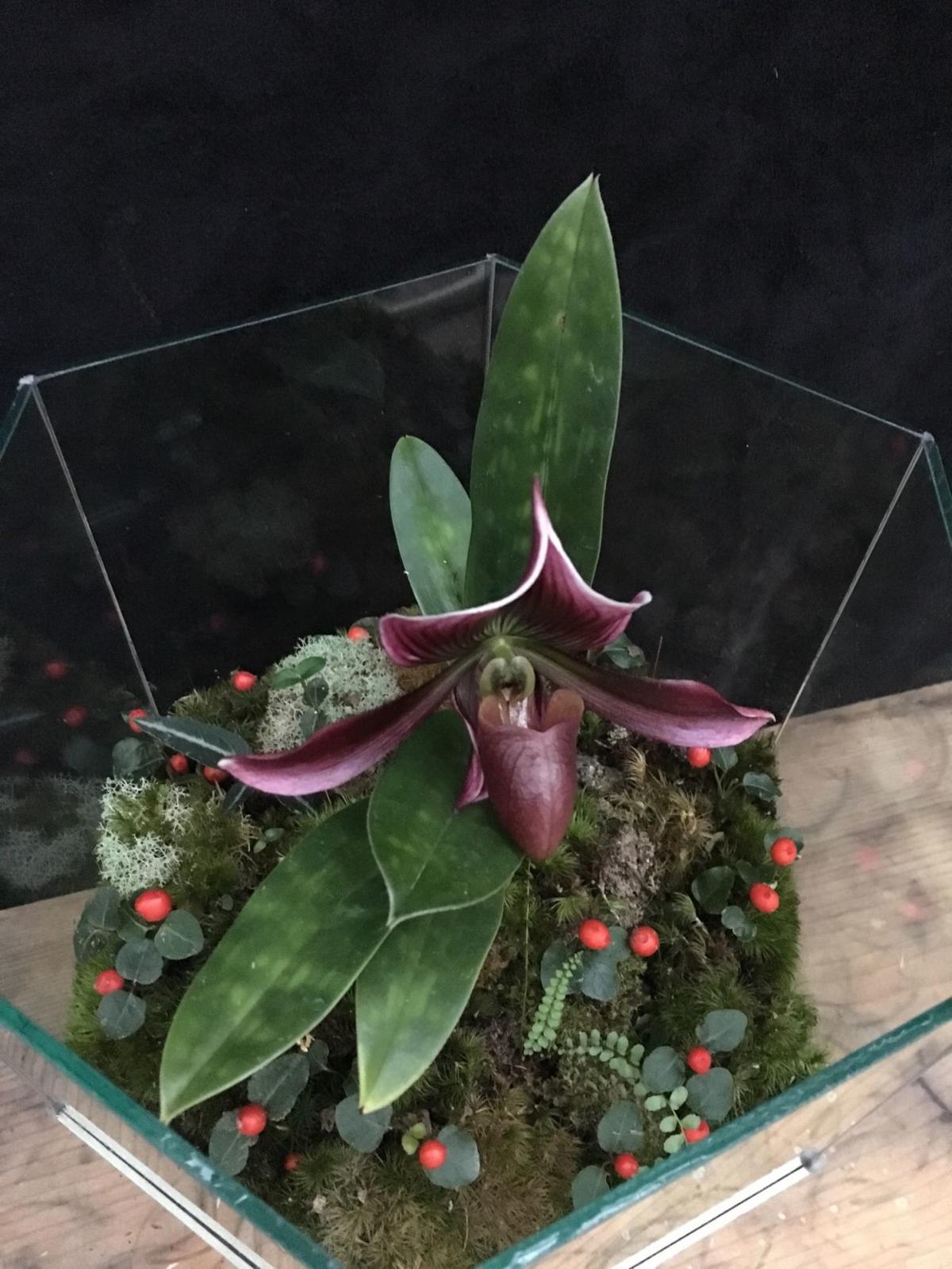 Orchids Terrariums Give Orchids Protection Against A Home S Drier Air During Winter Food Journalnow Com