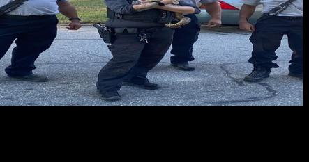 There's a snake on the roof: Cop brings 4-foot creature down around her neck in High Point - Vimarsana News