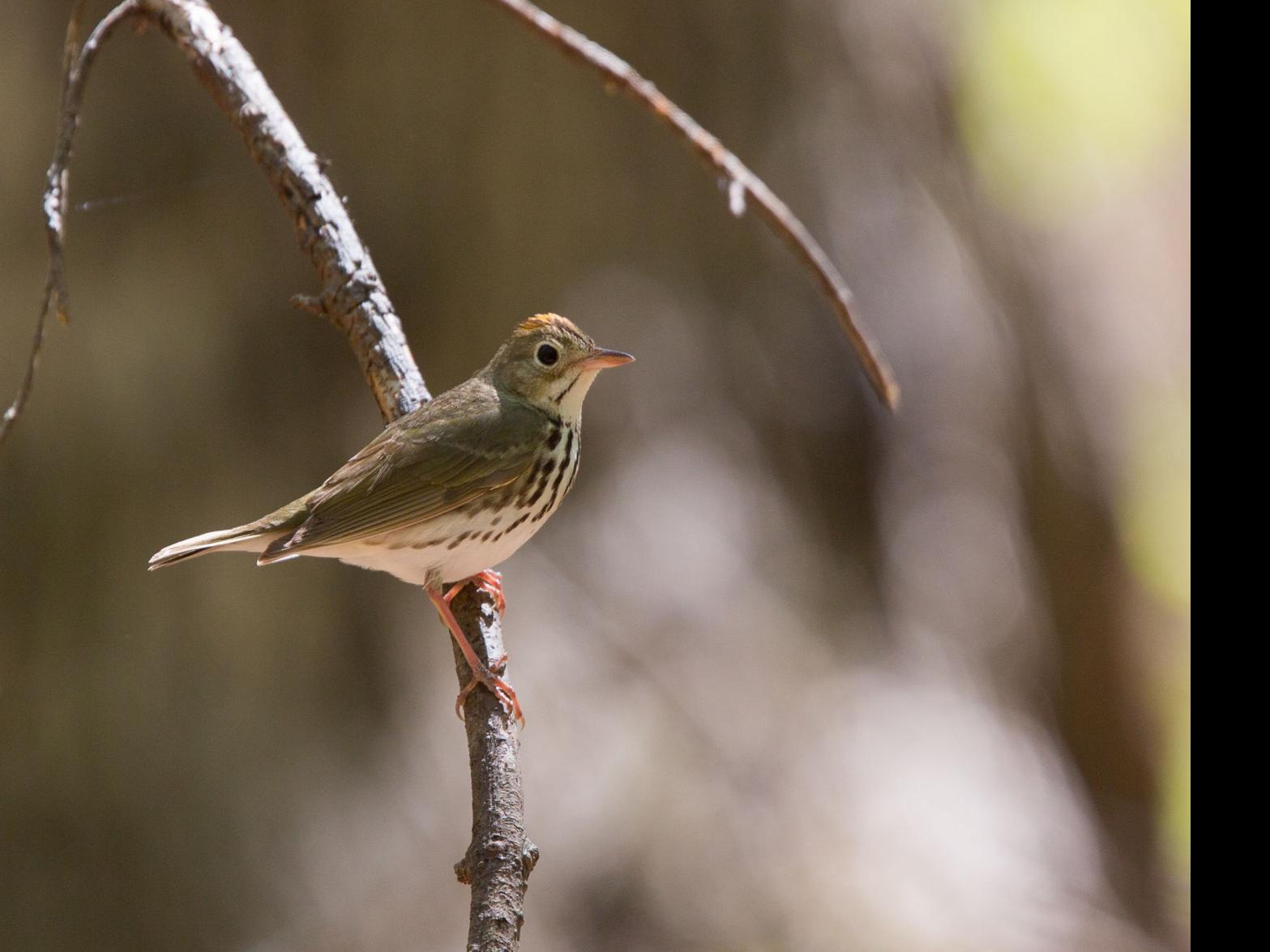 Backyard Can Be A Great Place For Birding In Spring Lifestyles