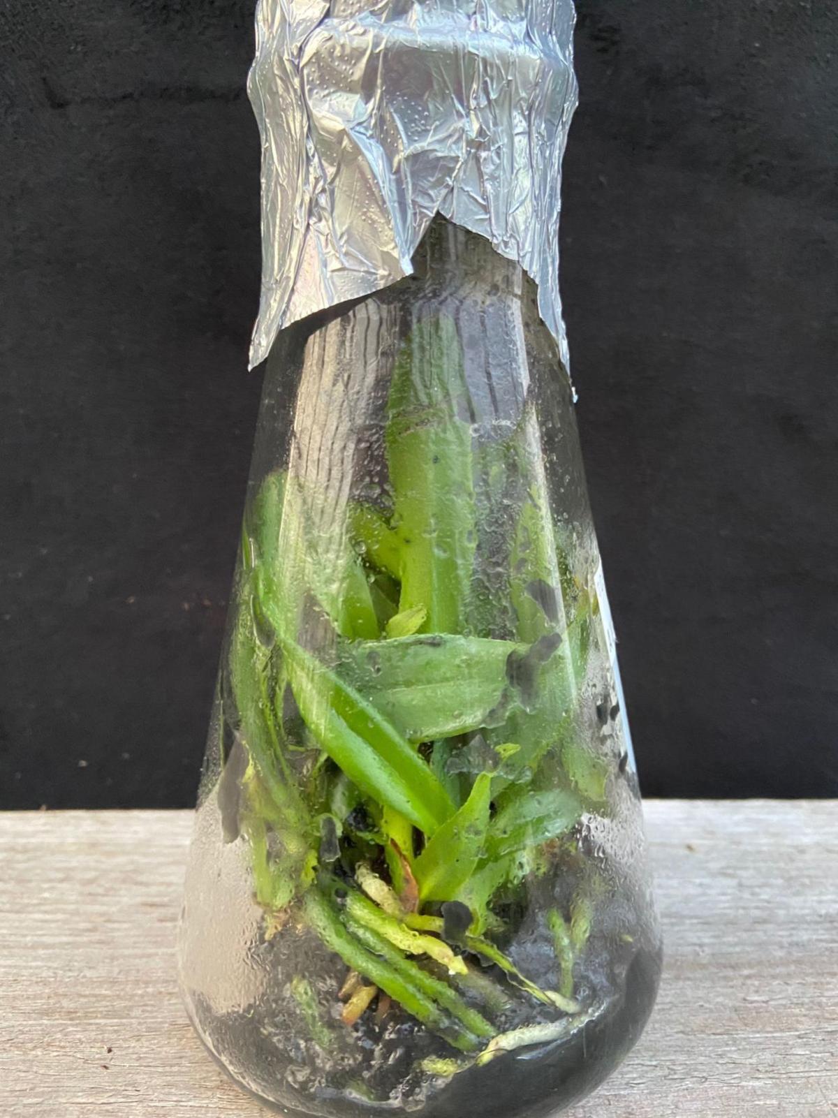 Growers Take Two Approaches To Raising Young Orchids Lifestyles Journalnow Com