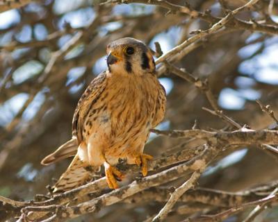 Bird S Eye View Kestrels Smallest In Falcon Family Food