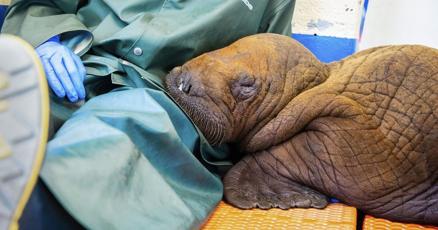 Cuddling Just what the doctor ordered for rescued walrus calf in Alaska Cuddling Just what the doctor ordered for rescued walrus calf in Alaska