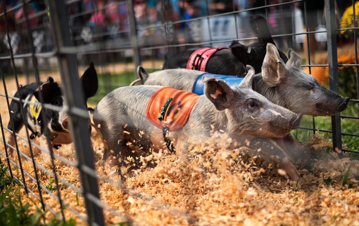 The Run for the Doodles Pig racing a fair tradition Local News