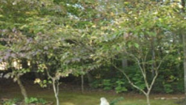 A Spot With Moss Appeal Outdoor Carpet Area Has Become
