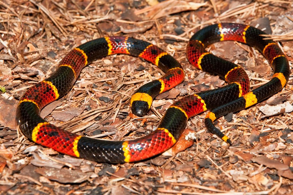 How To Spot And Correctly Identify North Carolina S Six Venomous Snakes State Regional Journalnow Com How To Spot And Correctly Identify North Carolina S Six Venomous Snakes State Regional Journalnow Com