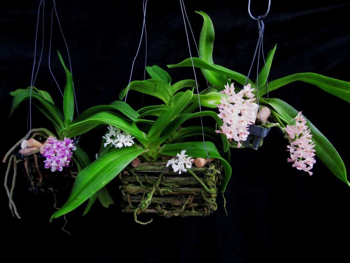 Orchids Cork makes a great potting media for some orchids
