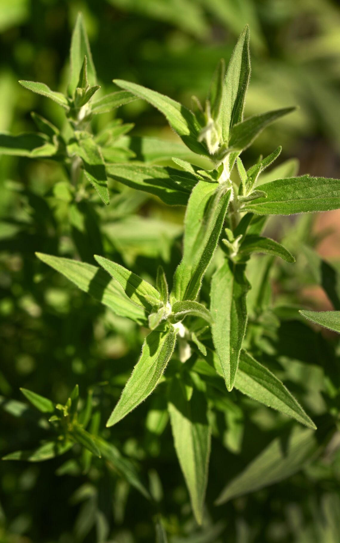 Rethinking The Landscape With Native Plants Home Garden Journalnow Com