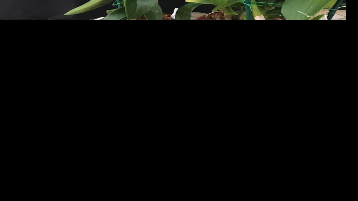 Volcanic Eruptions Have Destroyed 40 Acres Of Orchid Farms In Hawaii Food Journalnow Com