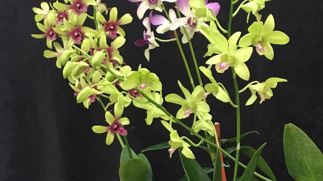 Volcanic Eruptions Have Destroyed 40 Acres Of Orchid Farms In Hawaii Food Journalnow Com