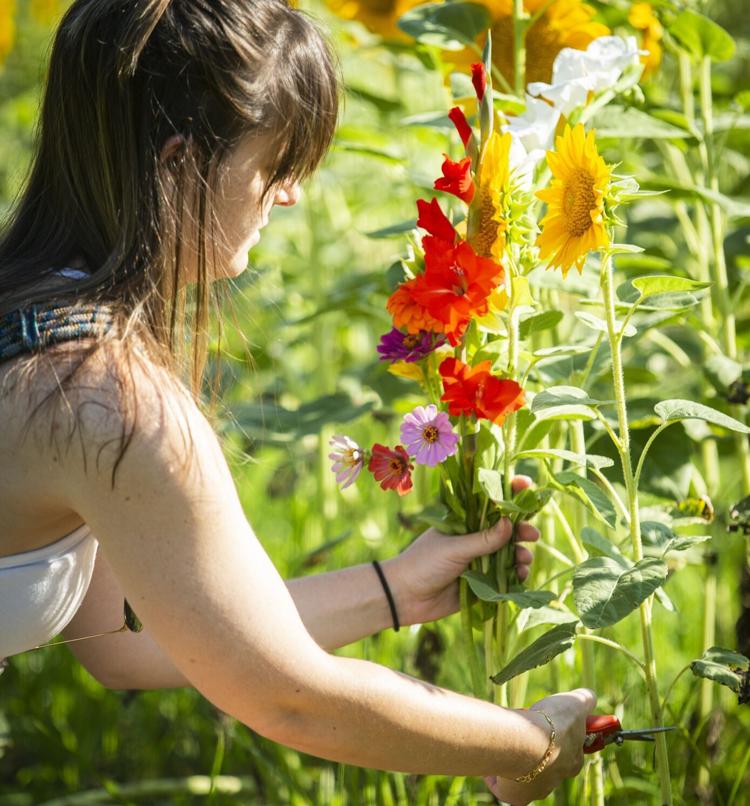 PHOTOS Sunflowers in full bloom at Kernersville's Dewberry Farms