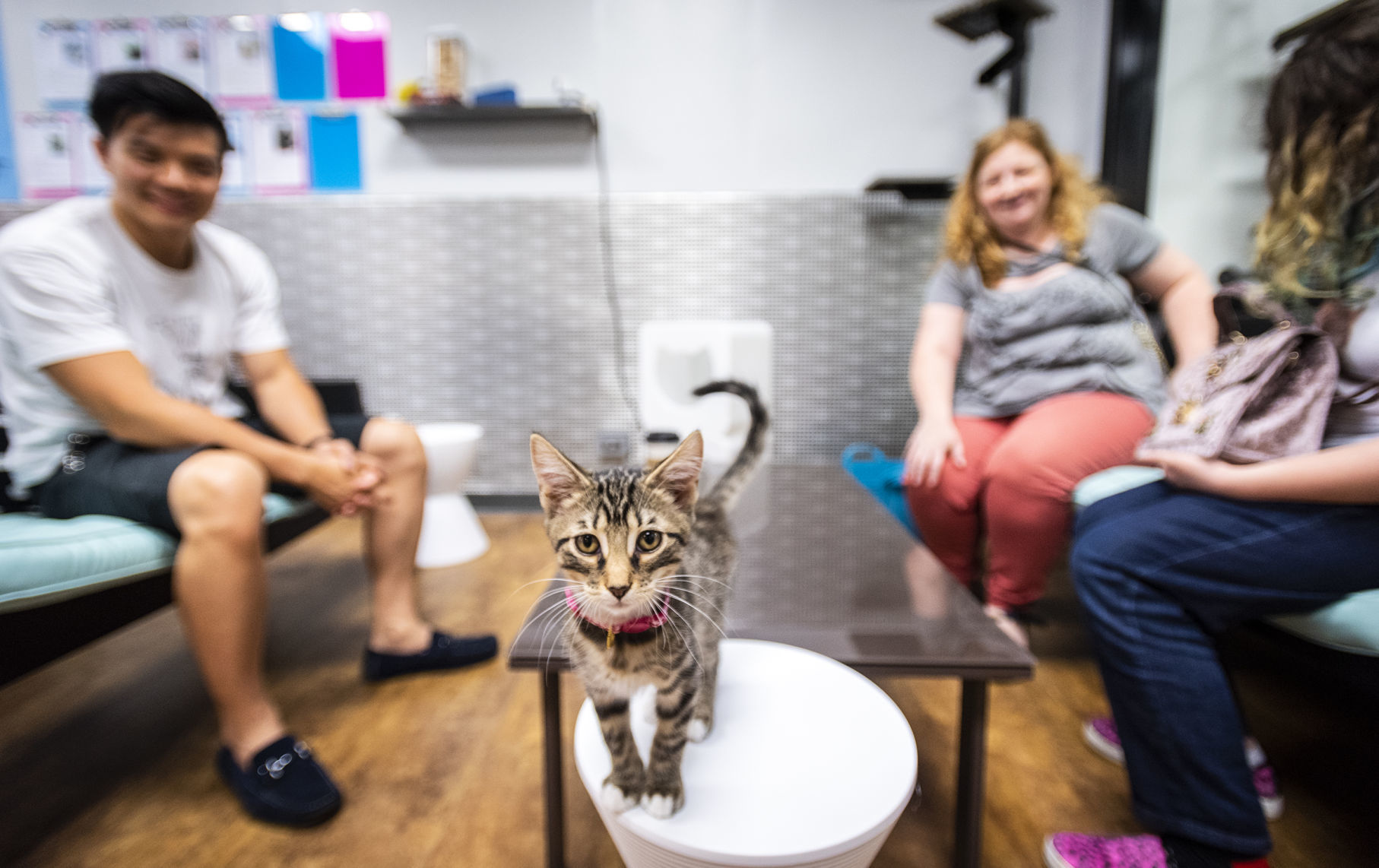 kittens ready for adoption