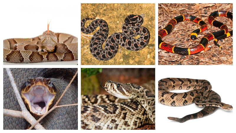 How To Spot And Correctly Identify North Carolina's Six Venomous Snakes