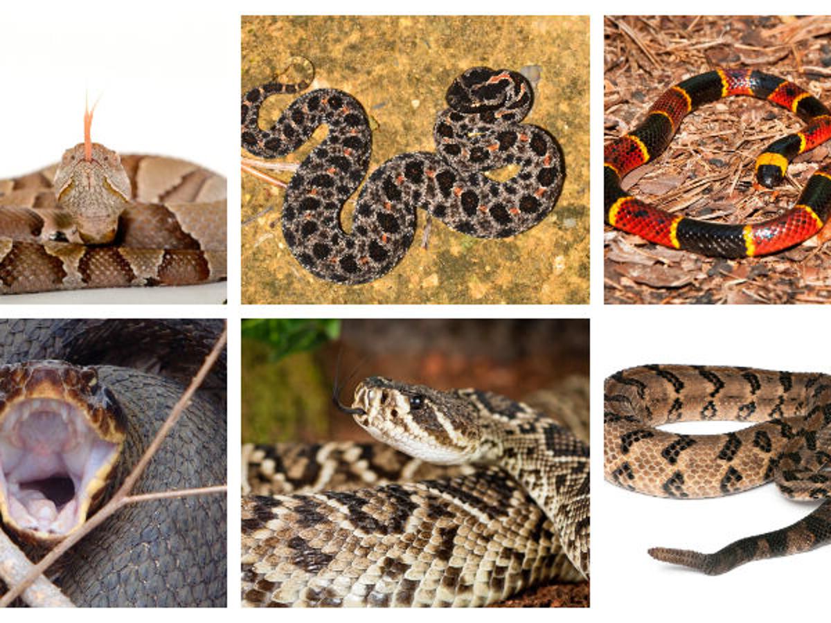 How To Spot And Correctly Identify North Carolina S Six Venomous Snakes State Regional Journalnow Com How To Spot And Correctly Identify North Carolina S Six Venomous Snakes State Regional Journalnow Com