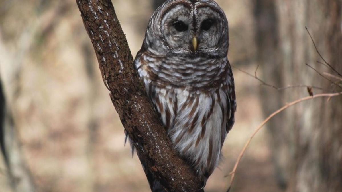 Barred Owls Adapt Well To Suburban Environs Food Journalnow Com,How Long To Cook Chicken Breast On Stove