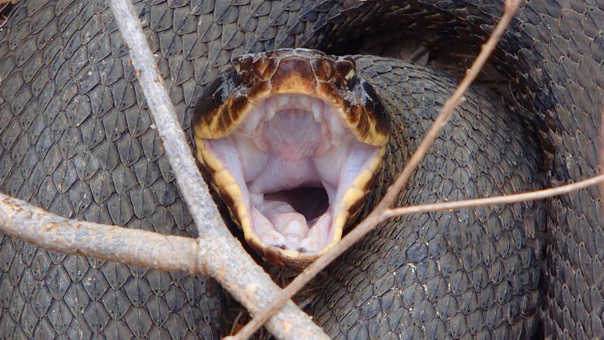 How To Spot And Correctly Identify North Carolina S Six Venomous Snakes State Regional Journalnow Com How To Spot And Correctly Identify North Carolina S Six Venomous Snakes State Regional Journalnow Com