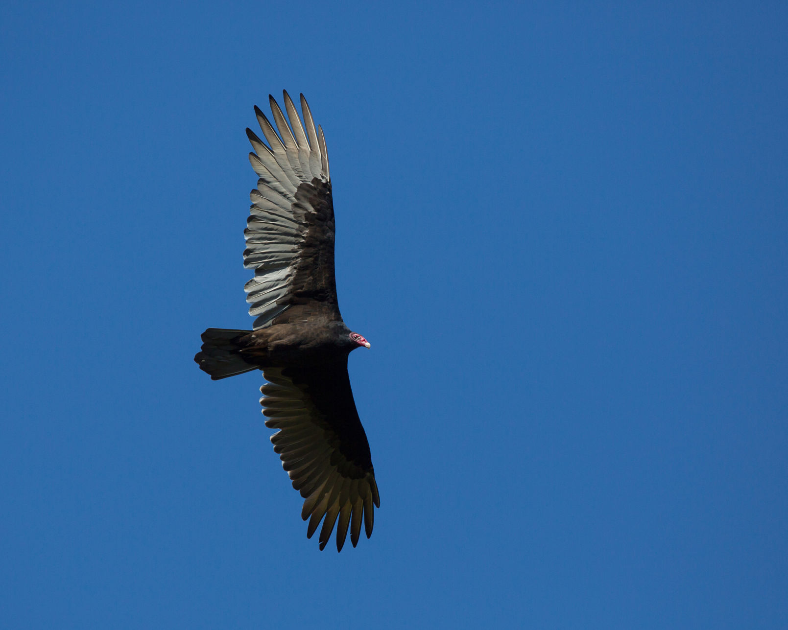 Vultures are attracted to Walnut Cover towers