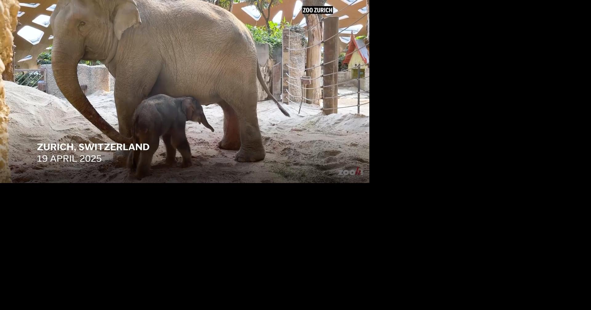 An Asian elephant calf was born at Zurich Zoo and its name will start with the letter Z