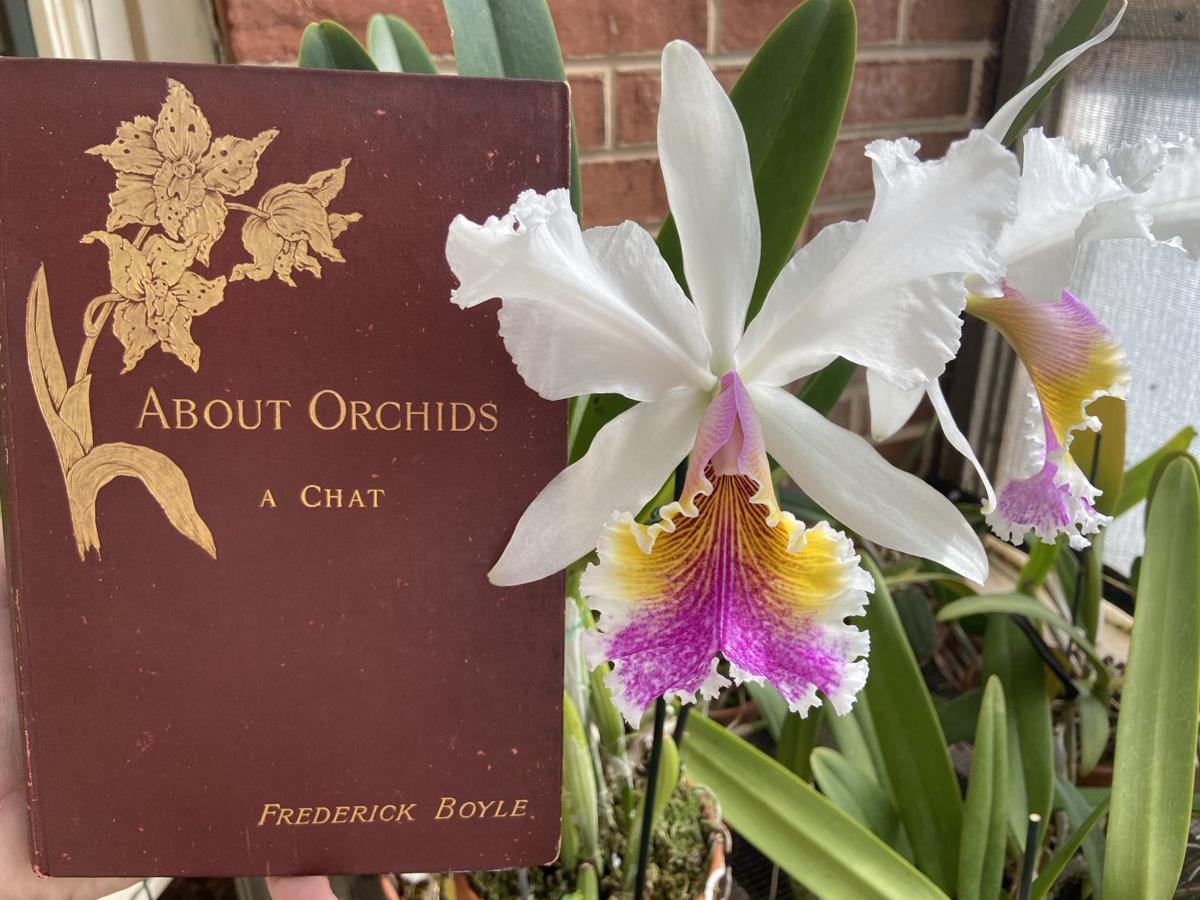 Orchid Auctions Were Common In 1890s England Lifestyles Journalnow Com