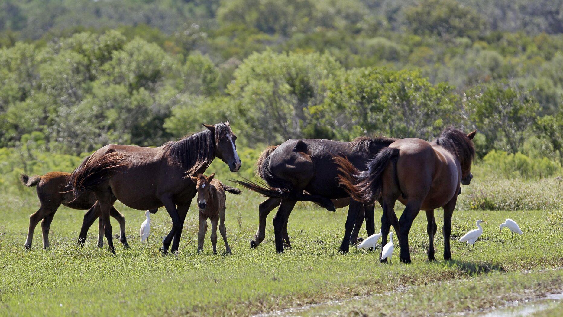 Kathleen Parker: Wild horses: no way to thin the herd - Vimarsana News