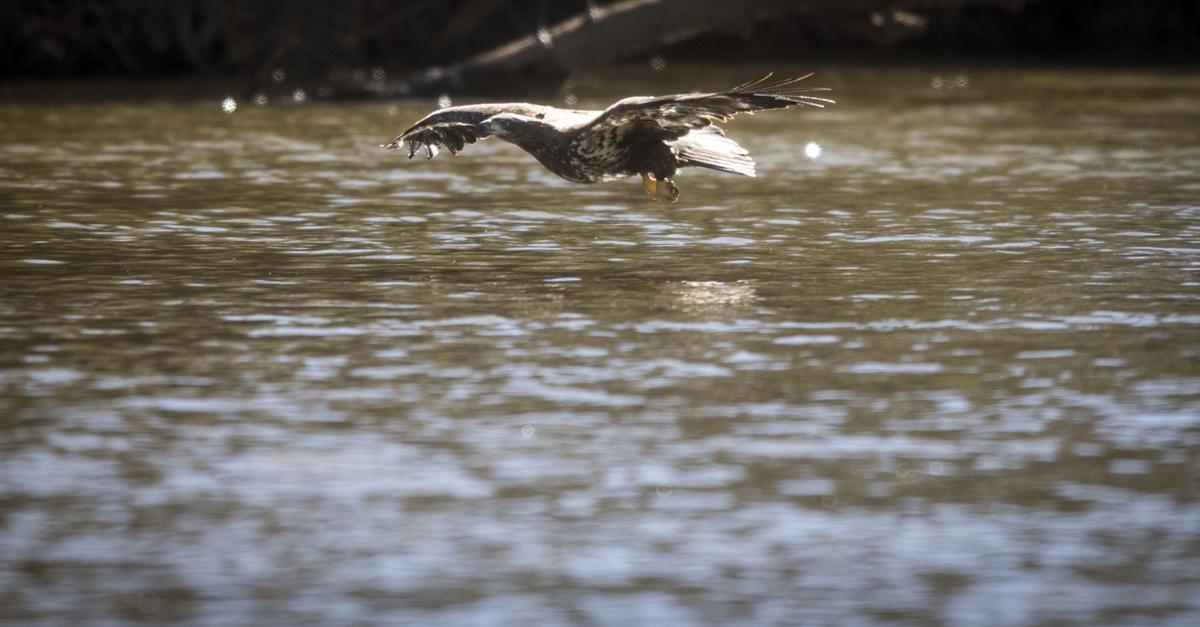 Get Out Bald Eagle viewing at Jordan Lake
