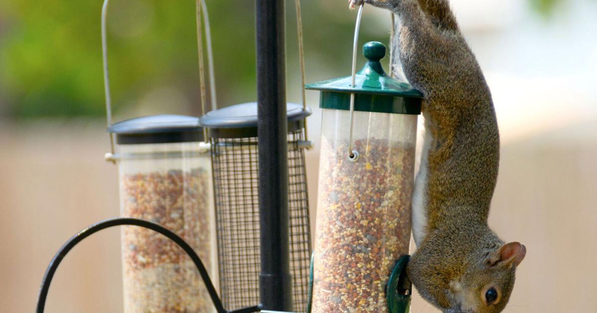 Squirrels causing problems at your bird feeder? Here's how to deal with them